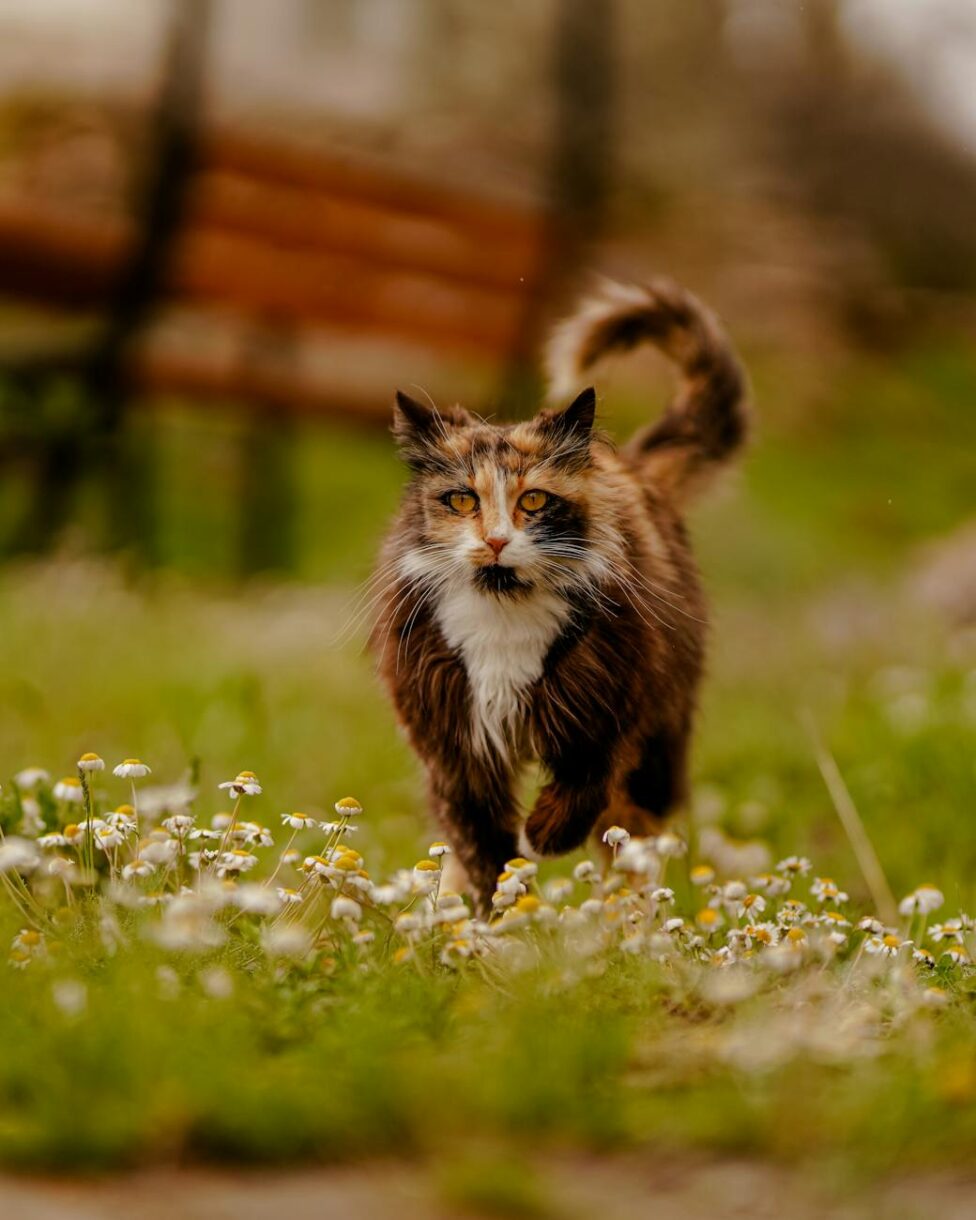 Male Tortoiseshell Cats are Rare